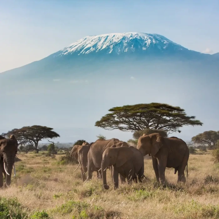 Africa